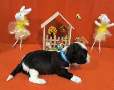 Les chiots de Bichon Havanais