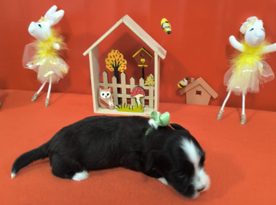 Les chiots de Bichon Havanais