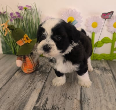 Les chiots de Bichon Havanais