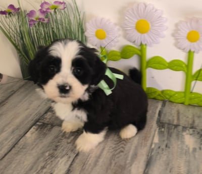 Les chiots de Bichon Havanais