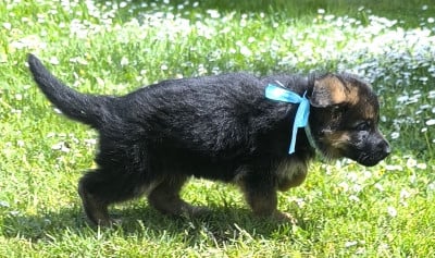 Les chiots de Berger Allemand