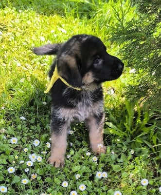 Les chiots de Berger Allemand