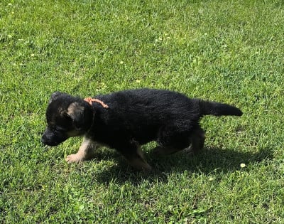 Les chiots de Berger Allemand