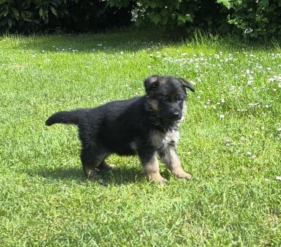 Les chiots de Berger Allemand