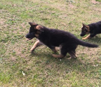Les chiots de Berger Allemand