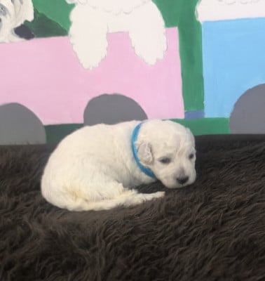 Les chiots de Bichon Frise