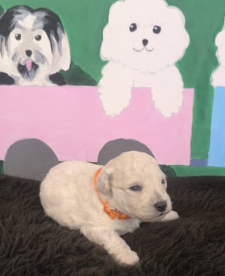 Les chiots de Bichon Frise