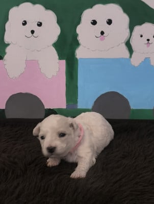Les chiots de Bichon Frise