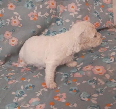 Les chiots de Bichon Frise