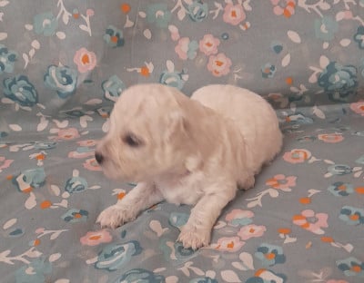 Les chiots de Bichon Frise