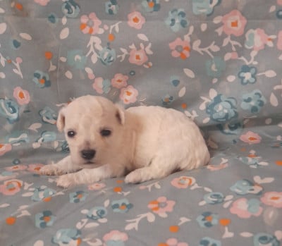 Les chiots de Bichon Frise