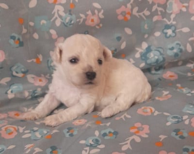 Les chiots de Bichon Frise