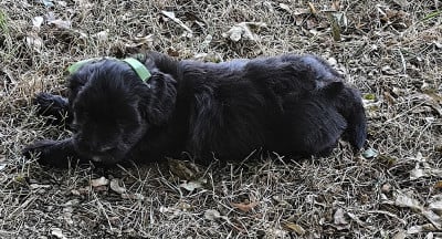 Les chiots de Bichon Havanais