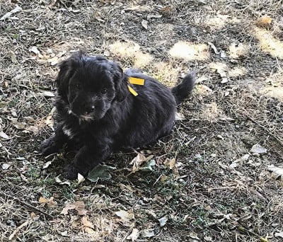 Les chiots de Bichon Havanais