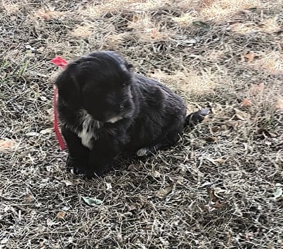 Les chiots de Bichon Havanais