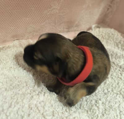 Les chiots de Bichon Havanais