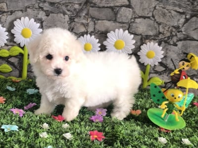 Les chiots de Bichon Frise