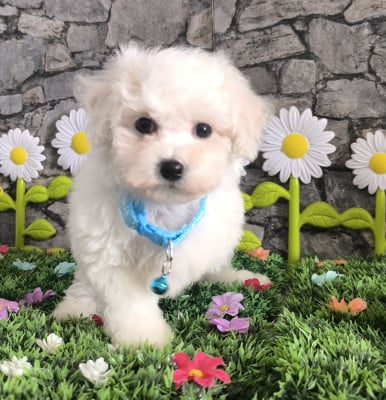 Les chiots de Bichon Frise