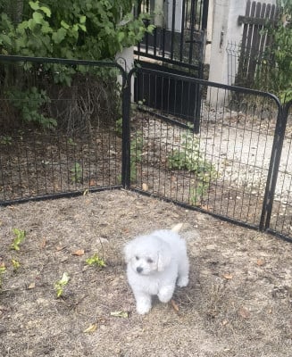 Les chiots de Bichon Frise
