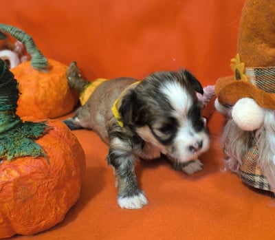 Les chiots de Bichon Havanais