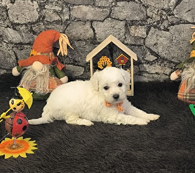 Les chiots de Bichon Frise