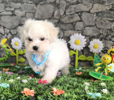 Les chiots de Bichon Frise