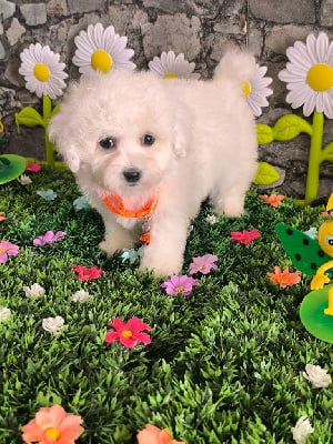 Les chiots de Bichon Frise