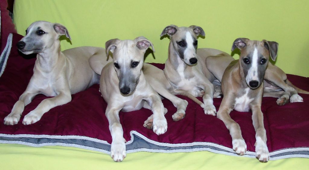 Chiot Elevage D'Esquopanity Une famille passionnée de