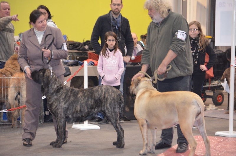 H'ardwen De La Flamengrie - 2ème excellent RCACS-CACIB