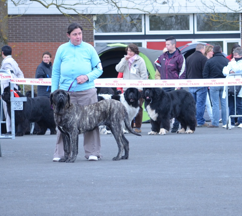 H'ardwen De La Flamengrie - très prometteur