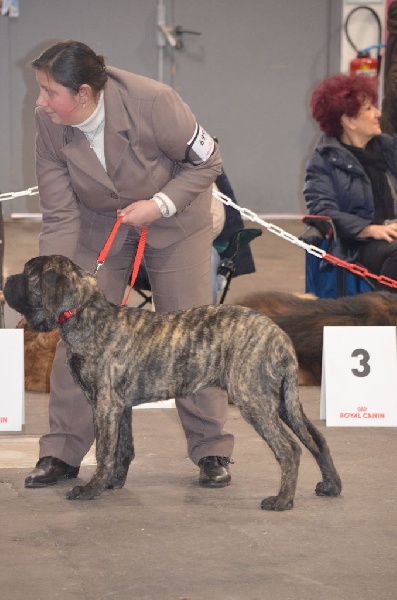 Jade De La Flamengrie - très prometteur