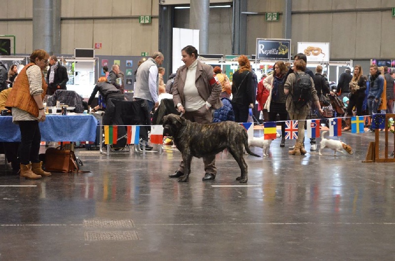 H'ardwen De La Flamengrie - 1er exc CACS-meilleur de sexe opposé.