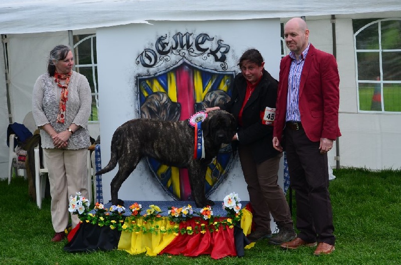 H'ardwen De La Flamengrie - 1ere classe intermédiaire et meilleur de race femelle