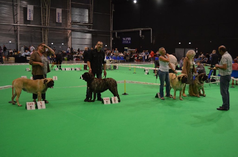 H'ardwen De La Flamengrie - 2ème excellent RCACS