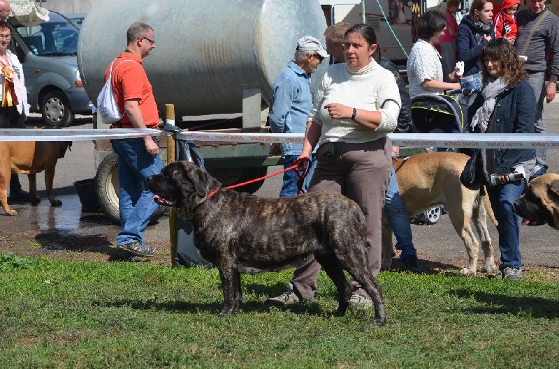 H'ardwen De La Flamengrie - excellent