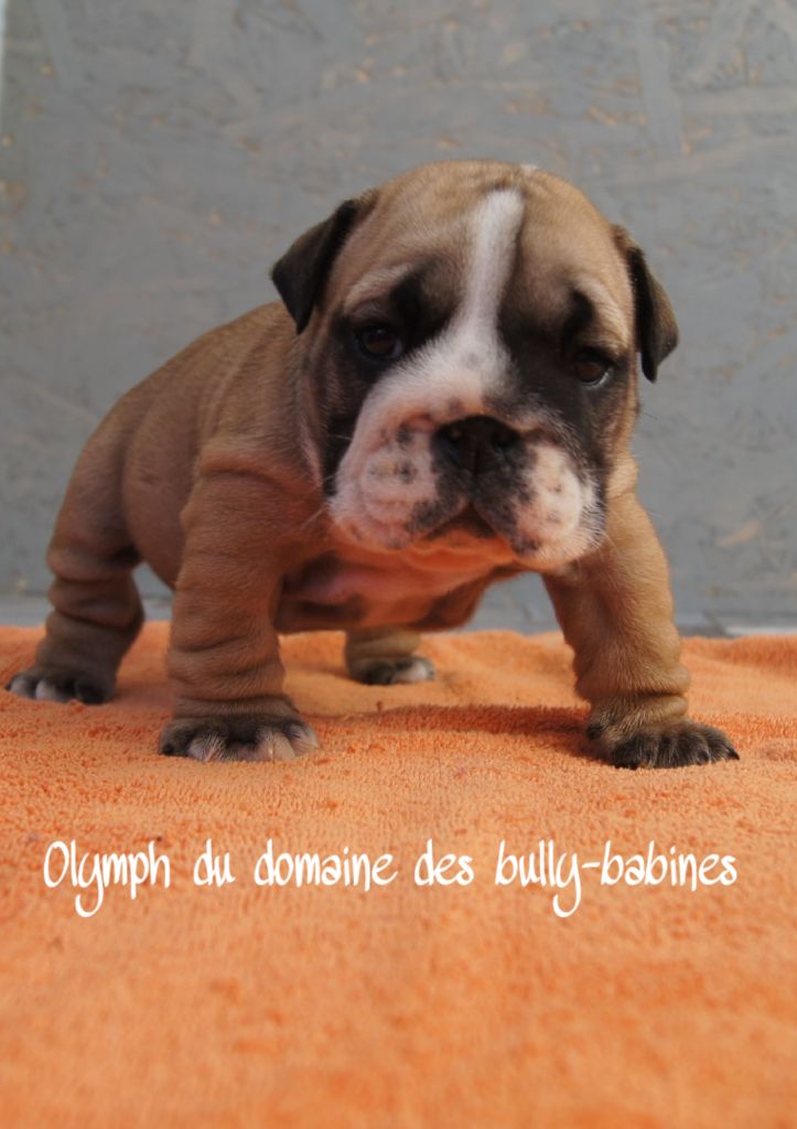 Accueil Elevage Du Domaine Des Bully Babines eleveur de chiens