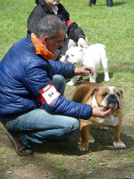 Ip'so (Sans Affixe) - Excellent