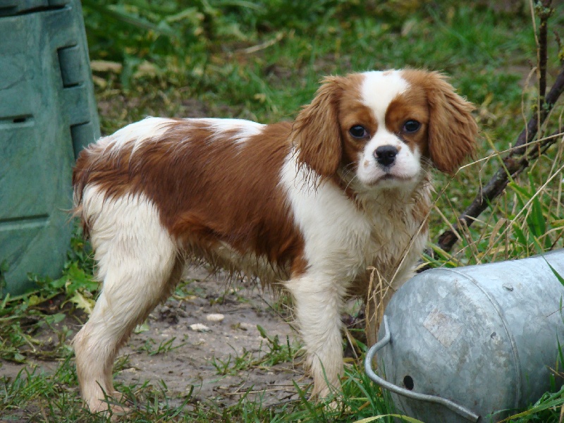 Publication : Aux Portes De Meuse Auteur : Moutillard Karine