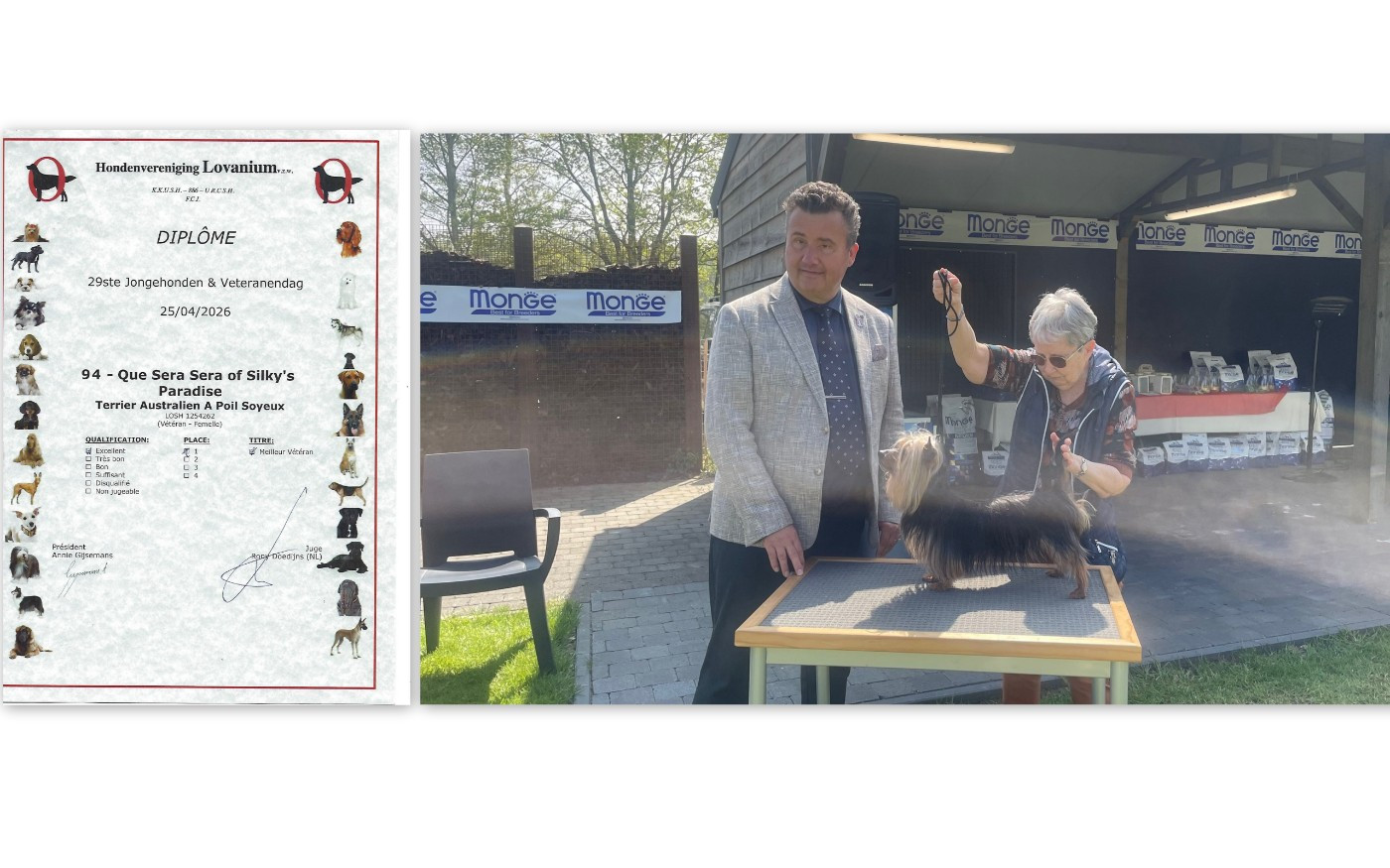 CH. Que sera sera of Silky's Paradise - 1 Exc (Vet)/Vet CAC/VET BOB -> VET CHAMP BE