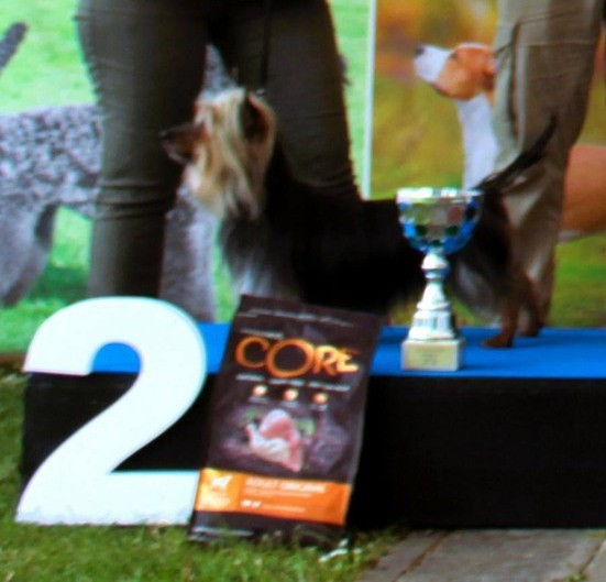 CH. Que sera sera of Silky's Paradise - 1 Exc/Vet CAC/Vet BOB/BOB/BIS VET 2