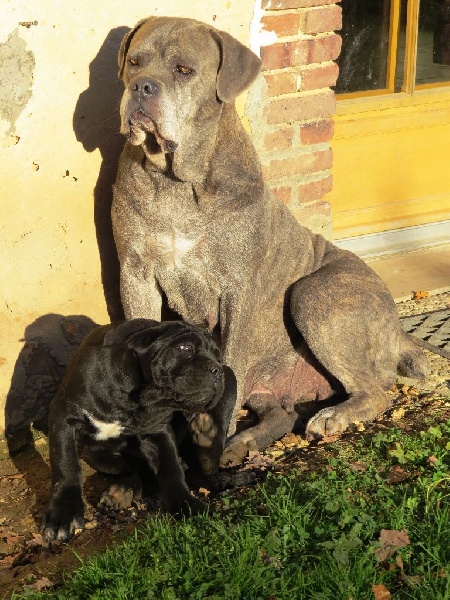 Publication : Des Veilleurs De Saint Michel Auteur : Céline Papillon