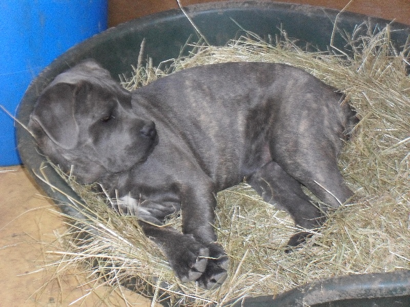 Publication : Des Veilleurs De Saint Michel Auteur : Céline Papillon