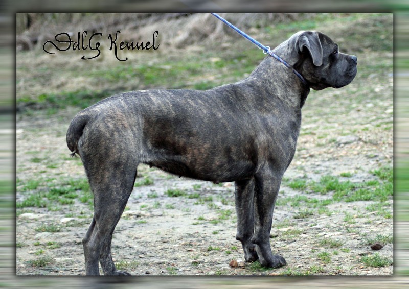 Publication : Des Veilleurs De Saint Michel Auteur : Céline Papillon