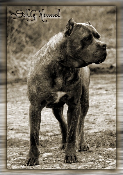 Publication : Des Veilleurs De Saint Michel Auteur : Céline Papillon