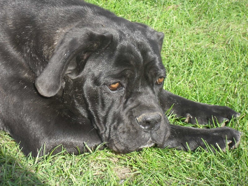 Farah des Gardiens du Panthéon