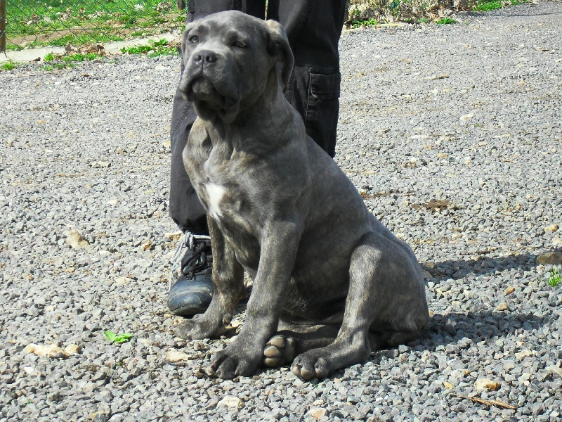Publication : Des Veilleurs De Saint Michel Auteur : Céline Papillon