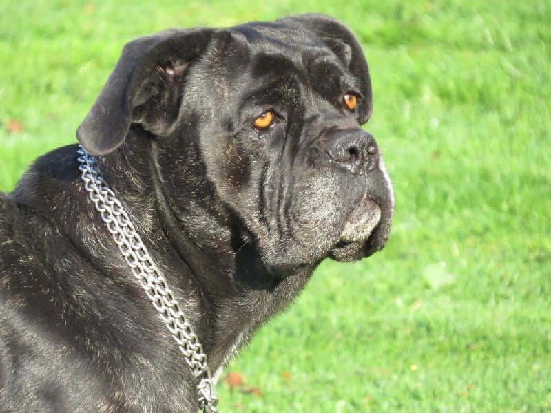 Farah des Gardiens du Panthéon