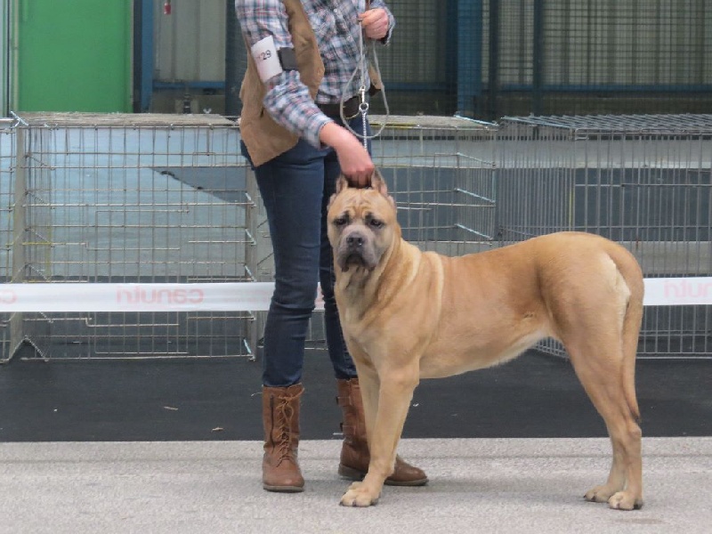 Indiana jones dite: jones Des Veilleurs De Saint Michel - Classe Puppy: PROMETTEUR