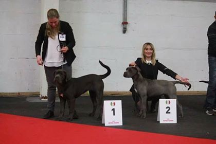 N'j Des Veilleurs De Saint Michel - Classe puppy femelle 1er TRES PROMETTEUR