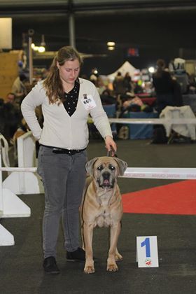 Indiana jones dite: jones Des Veilleurs De Saint Michel - Classe Ouverte Femelle 1er EXCELLENT + RCACS + CACIB